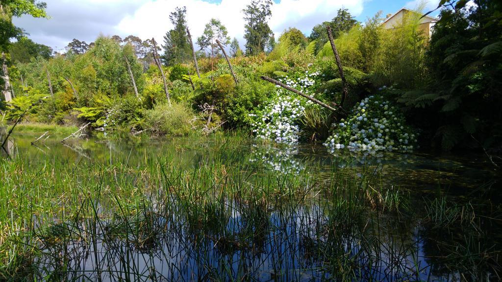 Purple Hen Country Lodge Katikati Exteriér fotografie